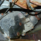 The look of a freshly-drained NP242 transfer case.